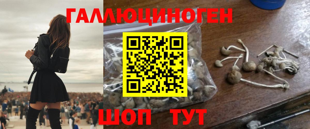 Псилоцибиновые грибы Psilocybe Ярцево